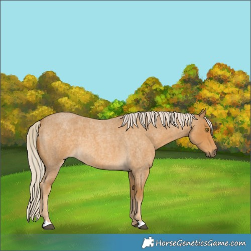Horse Color:Palomino Roan 