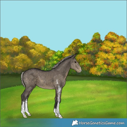 Horse Color:Silver Smoky Grullo Sabino 