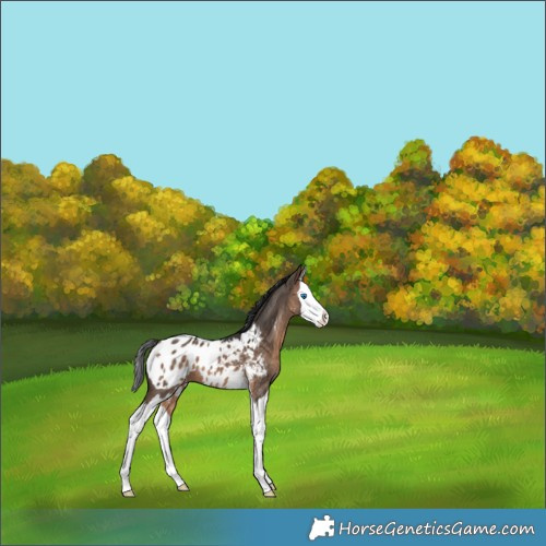 Horse Color:Brown Dun Sabino Splash Appaloosa 