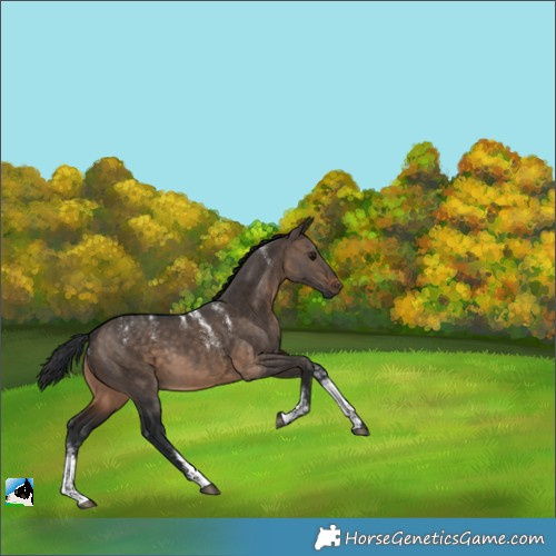 Horse Color:Powder White Brown Dun Sabino 