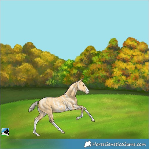 Horse Color:Powder White Silver Buckskin Dun Sabino 