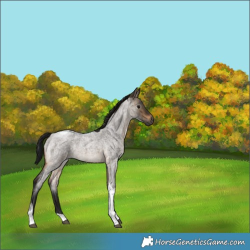 Horse Color:Gray Brown Roan Dun Tobiano Brindle 