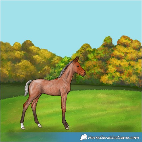 Horse Color:Silver Bay Roan 