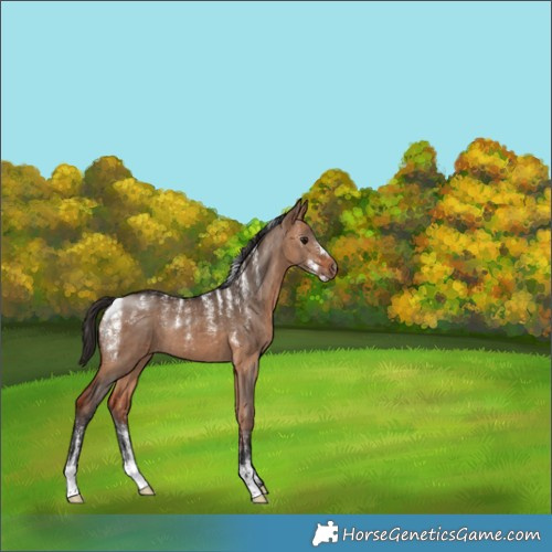 Horse Color:Powder White Bay Dun Brindle 