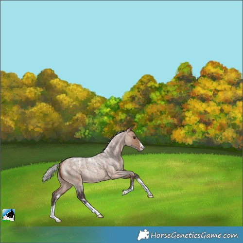 Horse Color:Powder White Silver Brown Roan Dun 