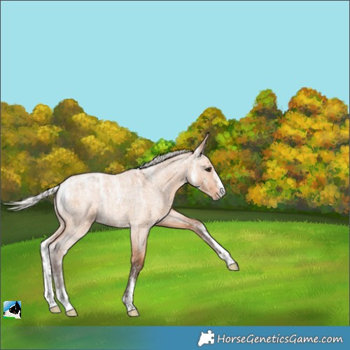 Horse Color:Powder White Silver Bay Roan Dun 