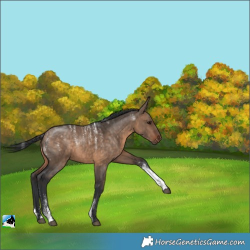 Horse Color:Powder White Brown Dun Rabicano 