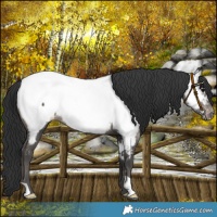 Horse Color:Black Near Fewspot Rabicano