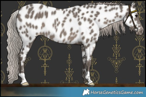 Horse Color:Silver Black Leopard Rabicano