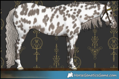 Horse Color:Silver Black Appaloosa Rabicano 