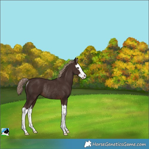 Horse Color:Liver Chestnut Splash Rabicano 