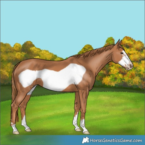 Horse Color:Chestnut Frame