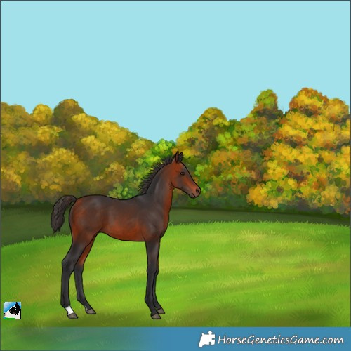 Horse Color:Bay 