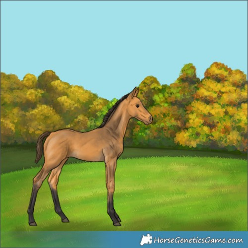 Horse Color:Buckskin 