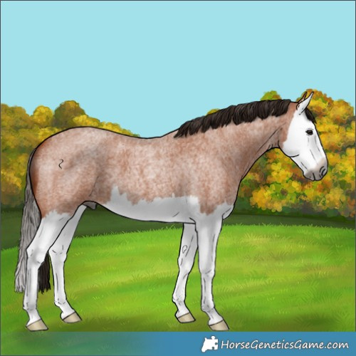 Horse Color:Gray Bay Roan Splash 