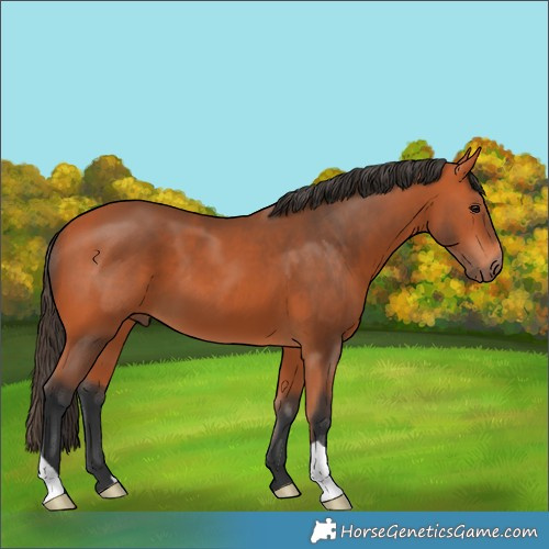 Horse Color:Bay 