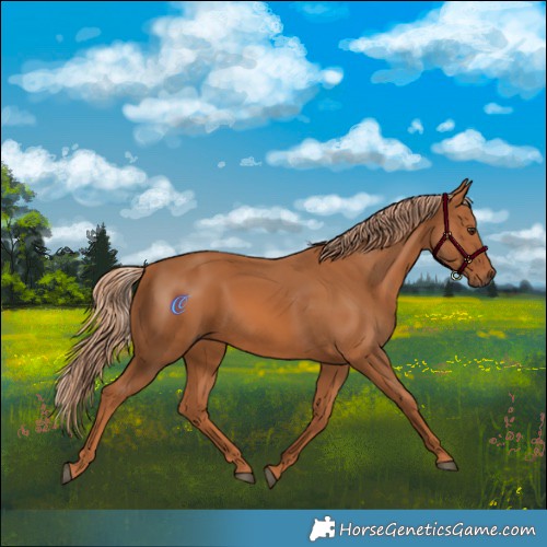 Horse Color:Chestnut 