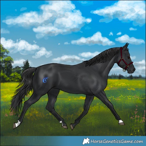 Horse Color:Black 