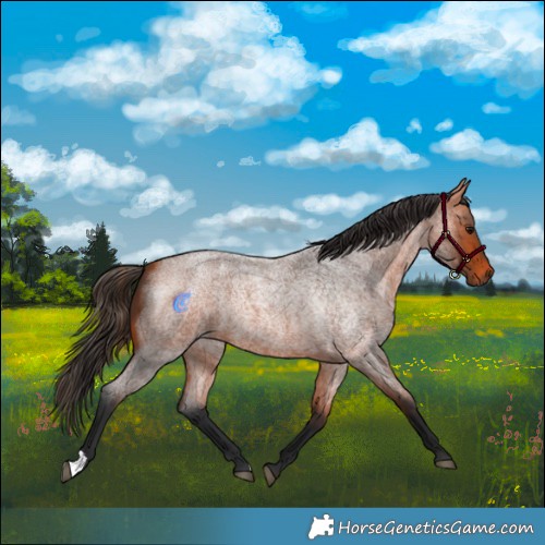 Horse Color:Bay Roan 