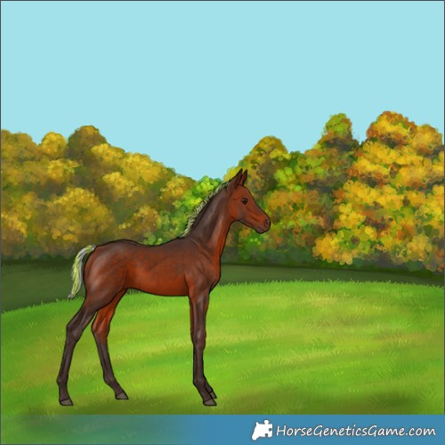Horse Color:Painted Silver Brown Rabicano 