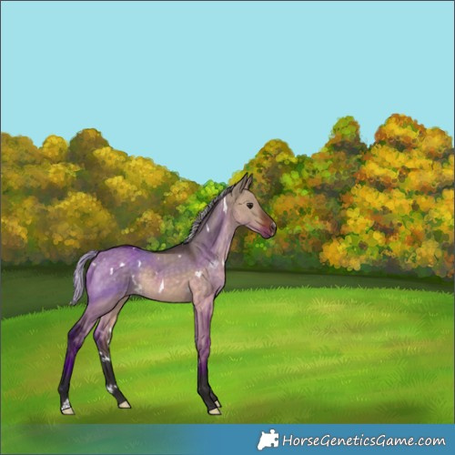 Horse Color:White Spotted Silver Brown Dun Rabicano 