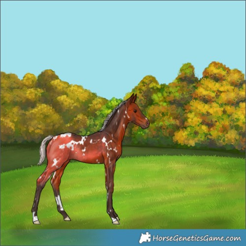 Horse Color:White Spotted Silver Brown Rabicano 
