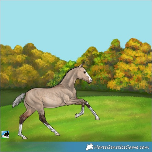 Horse Color:Silver Bay Dun Rabicano 