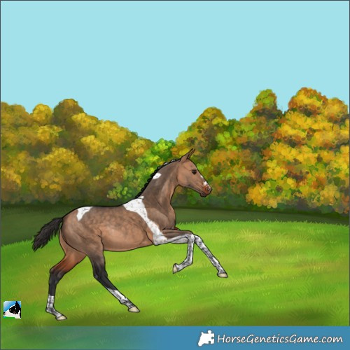Horse Color:Bay Dun Tobiano Rabicano 