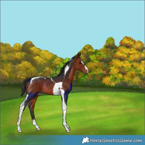 Horse Color:Bay Tobiano Rabicano 
