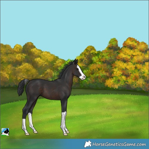 Horse Color:Brown Splash 