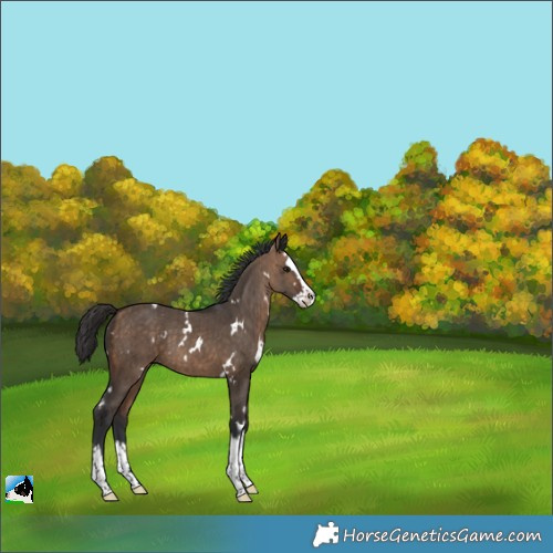 Horse Color:White Spotted Bay Dun Splash Brindle 
