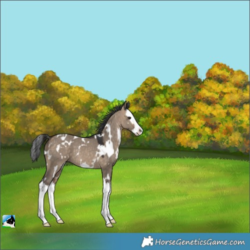 Horse Color:White Spotted Brown Dun Splash 