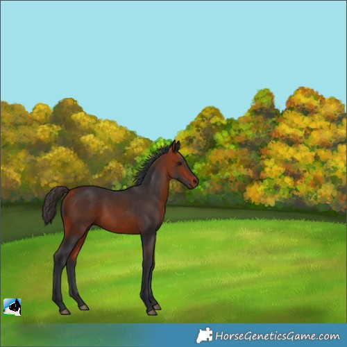 Horse Color:Bay Rabicano 