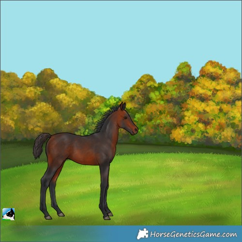 Horse Color:Bay Rabicano 