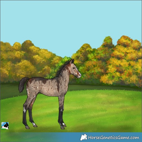 Horse Color:White Spotted Bay Dun Splash Brindle 