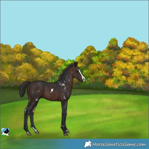 Horse Color:White Spotted Bay Splash 