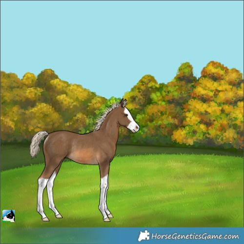 Horse Color:Chocolate Palomino Splash Rabicano 