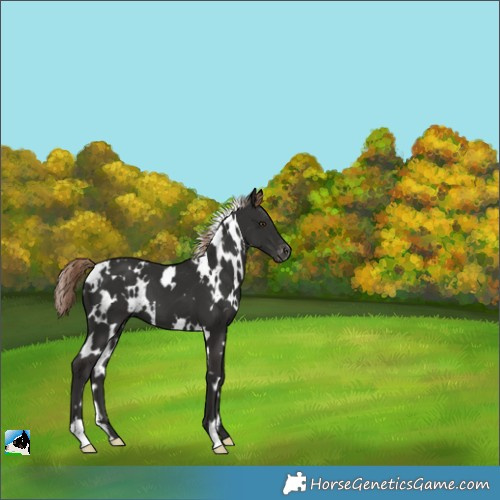 Horse Color:White Spotted Liver Chestnut Appaloosa 