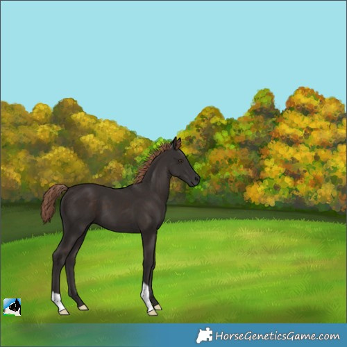 Horse Color:Liver Chestnut 