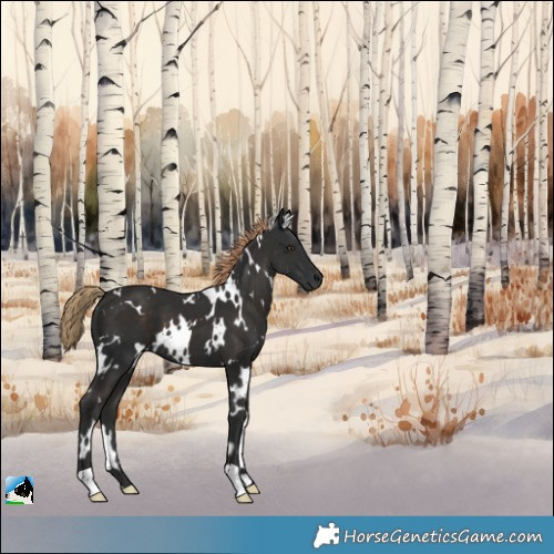 Horse Color:White Spotted Liver Chestnut 