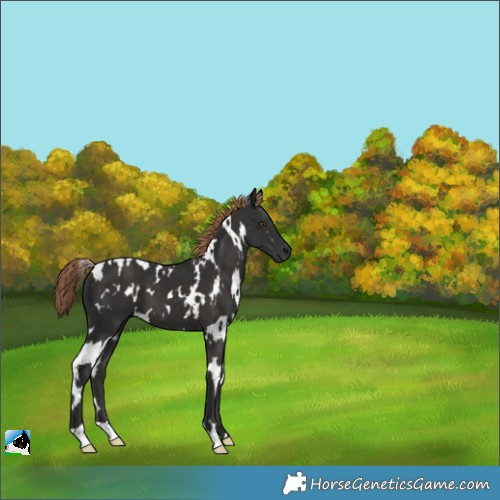 Horse Color:White Spotted Liver Chestnut 