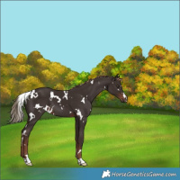 Horse Color:White Spotted Liver Chestnut