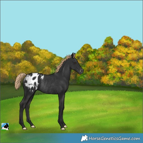 Horse Color:Liver Chestnut Appaloosa Rabicano 
