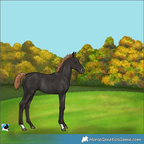 Horse Color:Liver Chestnut Varnish Rabicano 