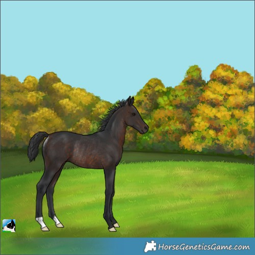 Horse Color:Brown Rabicano 