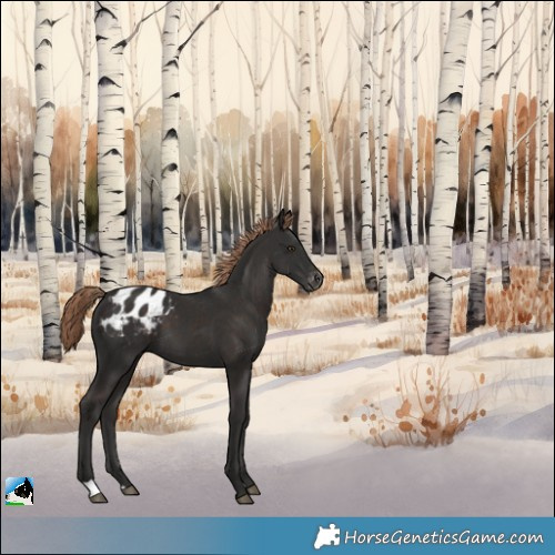 Horse Color:Liver Chestnut Appaloosa 