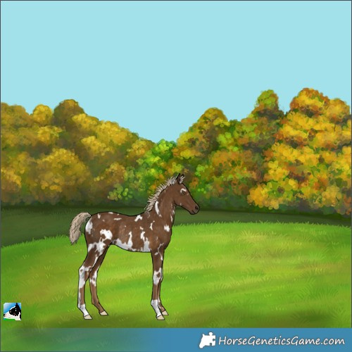 Horse Color:White Spotted Chocolate Palomino Rabicano 