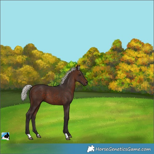 Horse Color:Silver Bay 