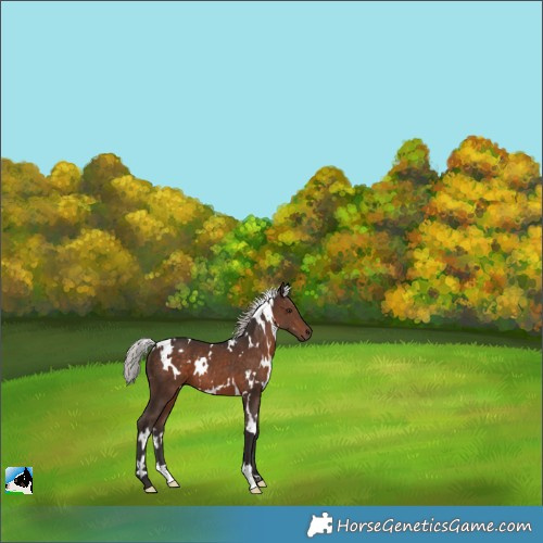 Horse Color:White Spotted Silver Bay 