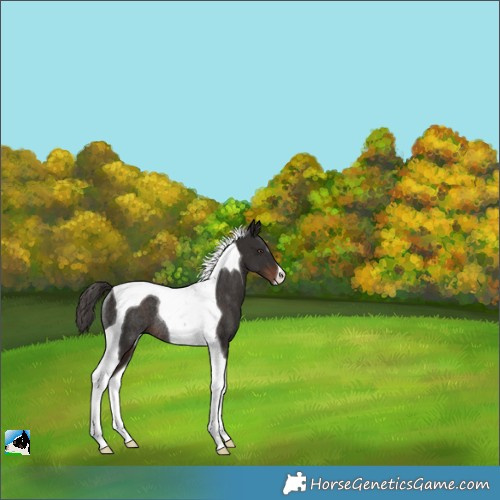 Horse Color:Liver Chestnut Tobiano Rabicano 